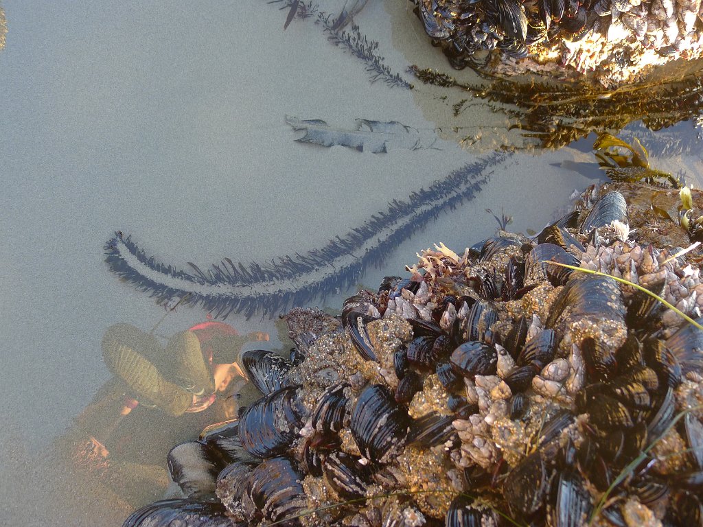 2014-01-17 PointReyesCamping 013